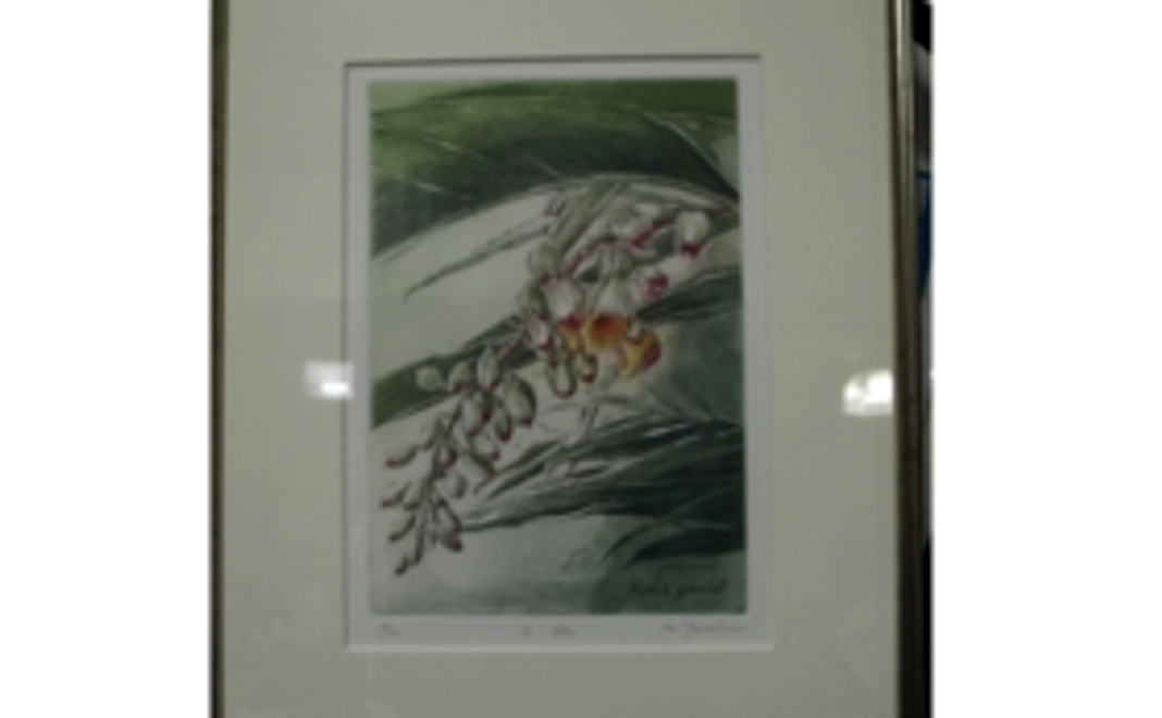 多色銅版画「月桃」＋本州の巨樹絵はがき＋「名護のピンプンガジマル」の絵はがき【限定10セット】
