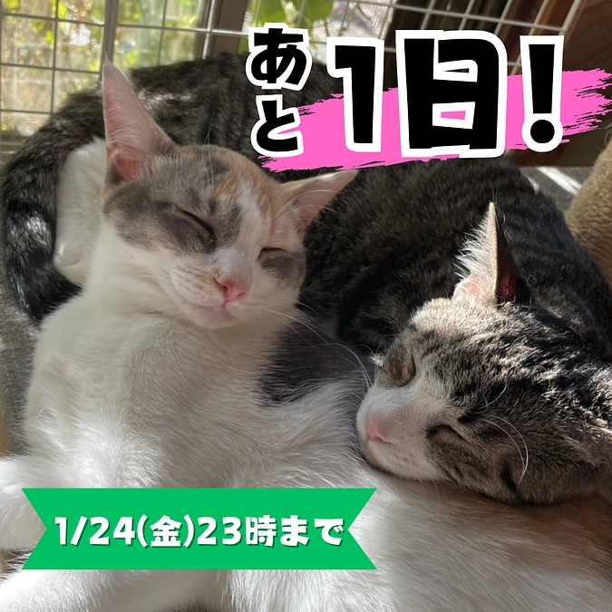 【終了まであと1日】お寄せいただいた応援メッセージのご紹介