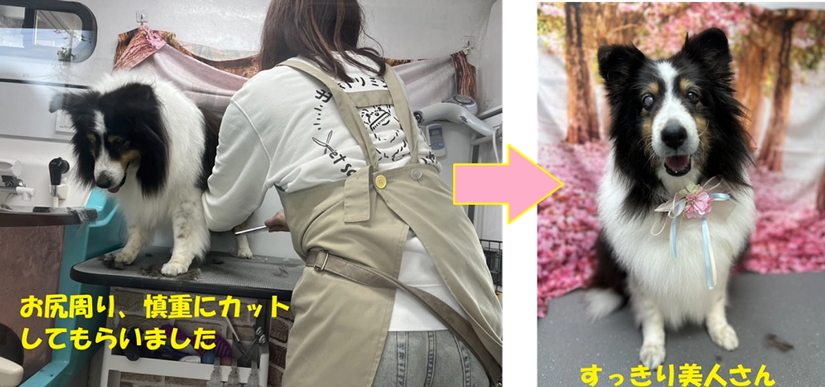 もふっこ感謝祭まであと一週間です