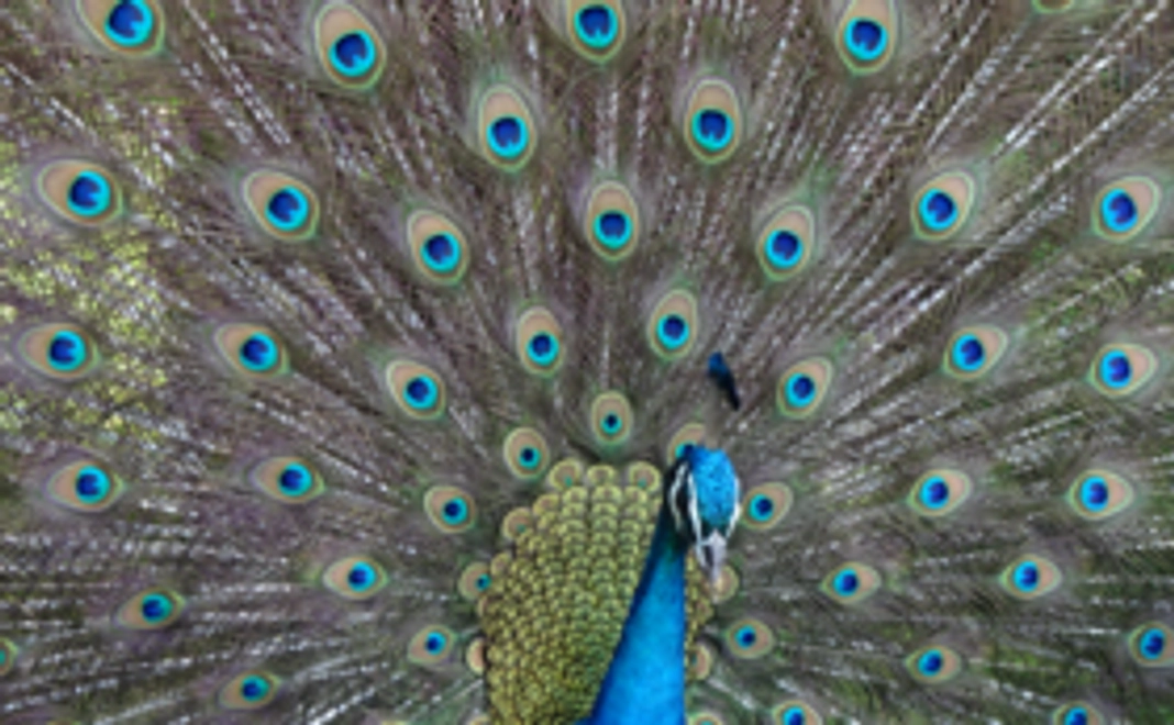 クジャクの羽根コース