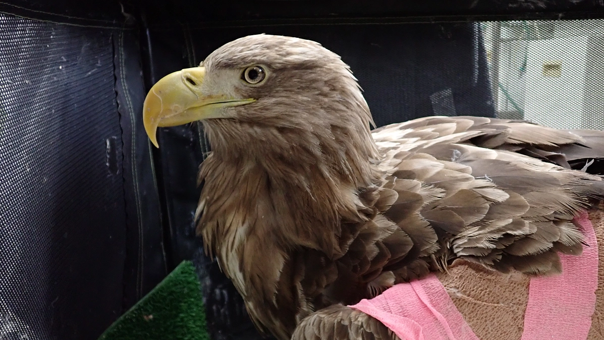 大腿骨を骨折したオジロワシ 回復の兆し