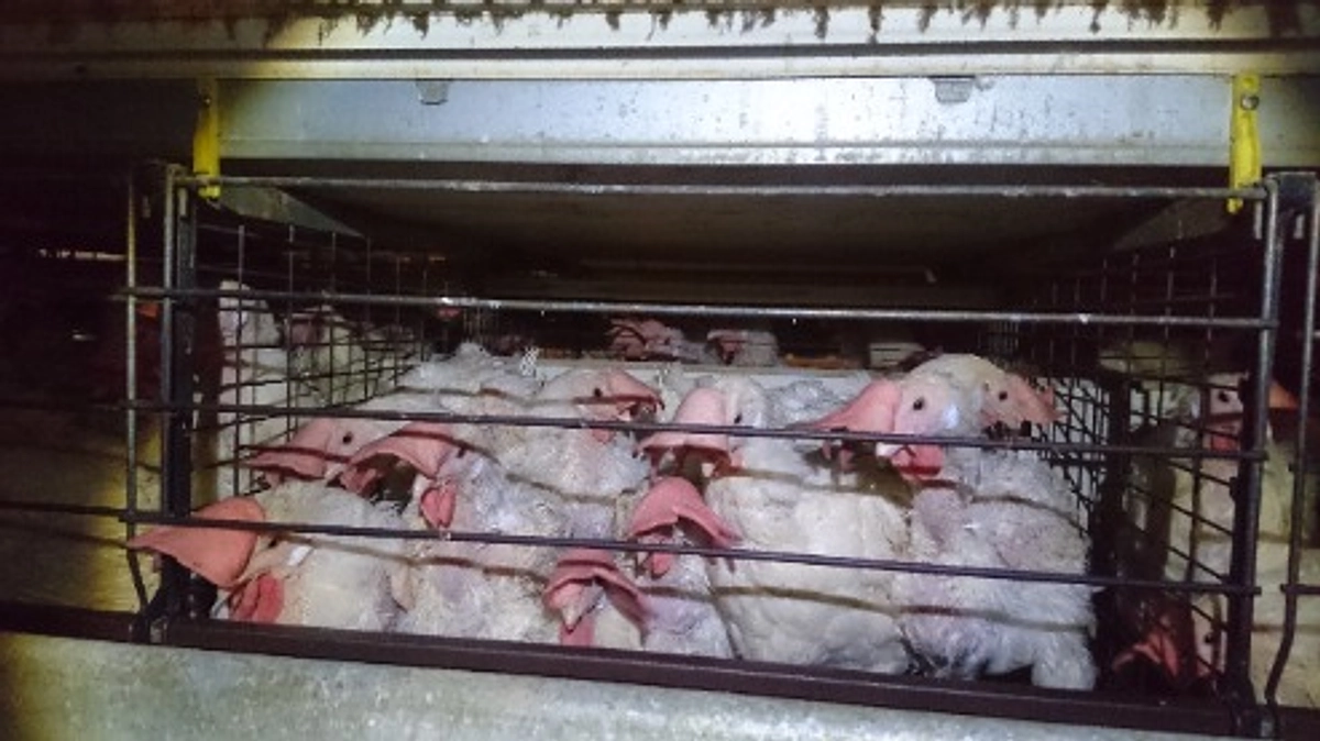 1億4千万の鶏たち