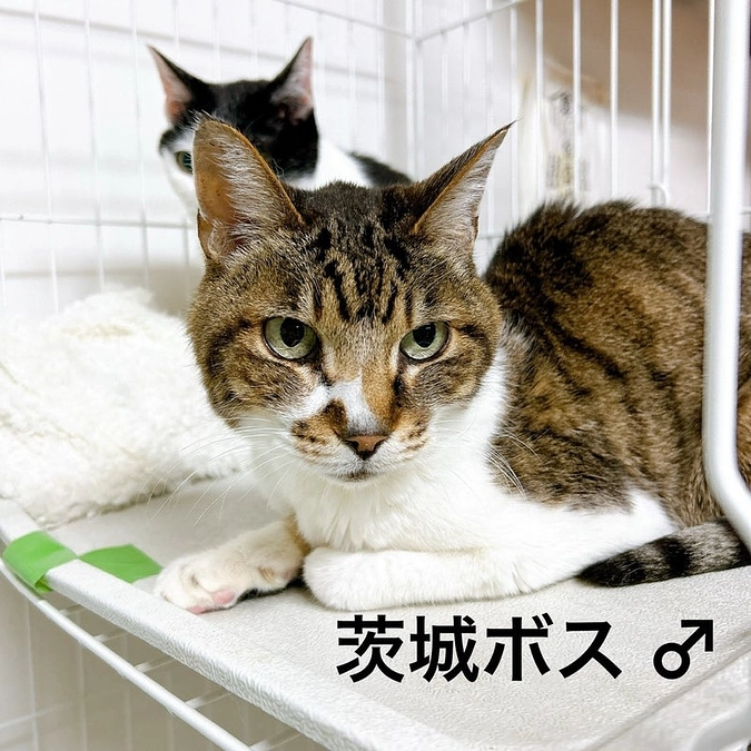 ”〈茨城ボス〉ずっと忘れないよ。安らかに”