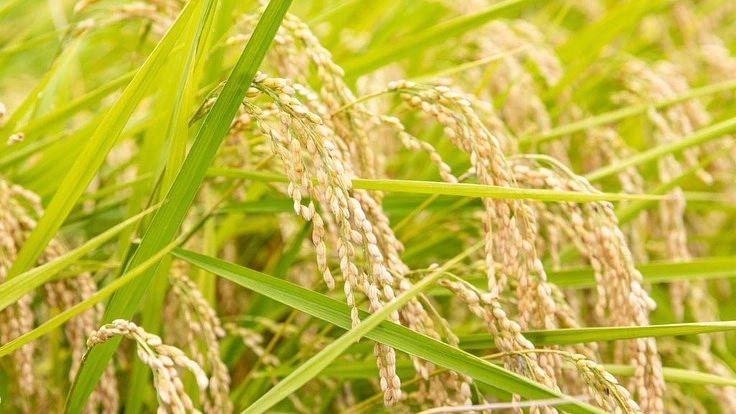 気象条件に左右されないプラント栽培によって農業革命を起こしたい