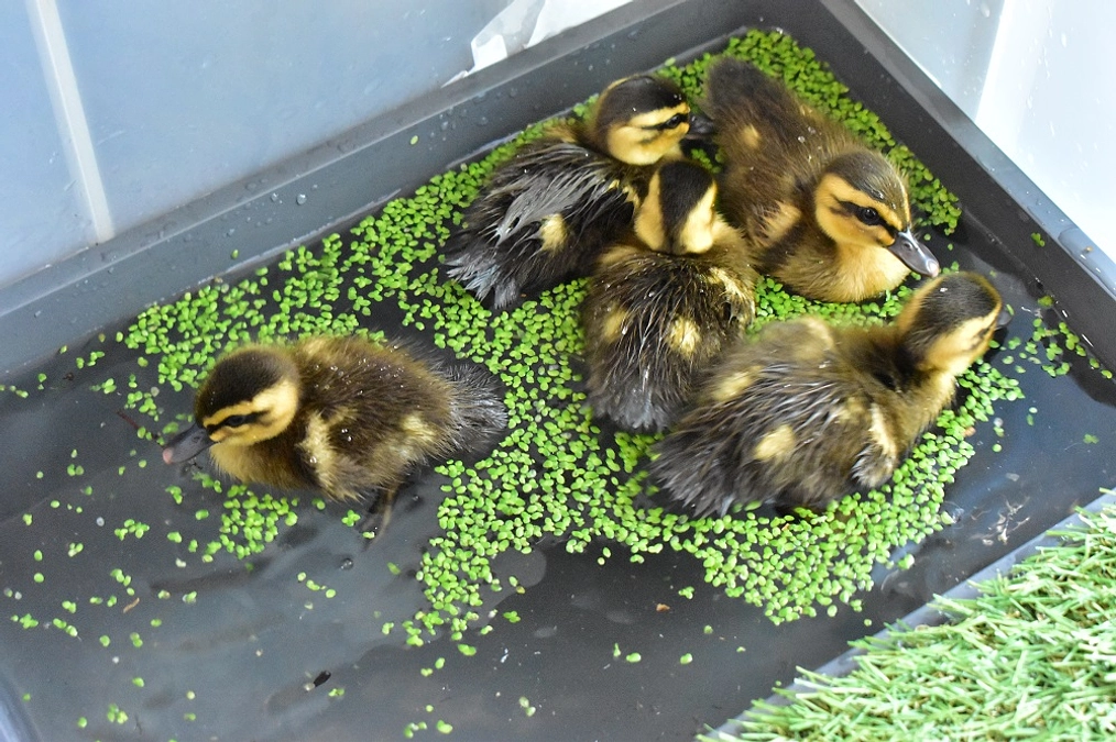 【保護情報】段ボールに入っていた5羽のカルガモのヒナ