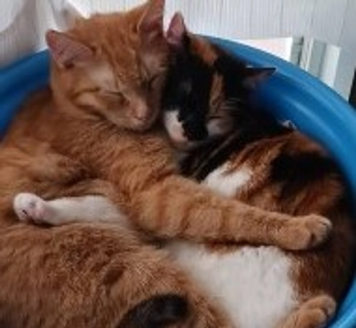 保護猫シェルター風景　ラブの営業部隊