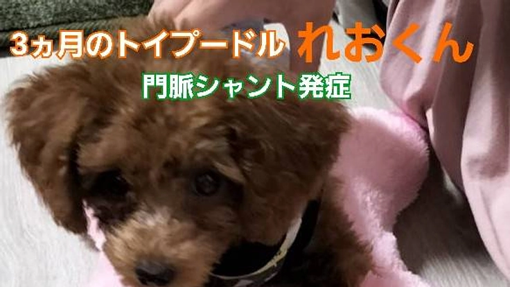 【難症例】肝内性門脈シャントで苦しむ「れお」を手術で助けたい。