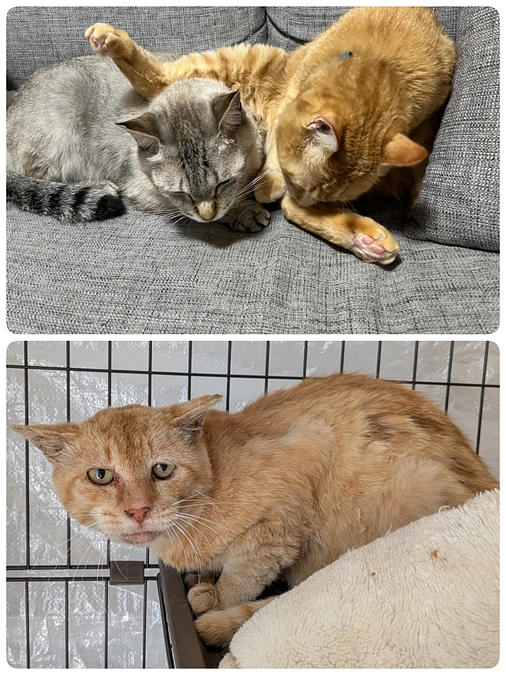 ［つくし君］半年後の家庭訪問とはじめましてのちゃいろちゃん