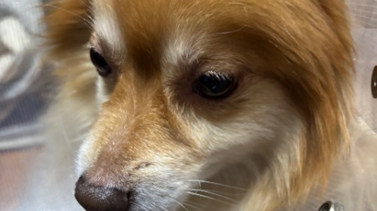 無事手術が終わりました。