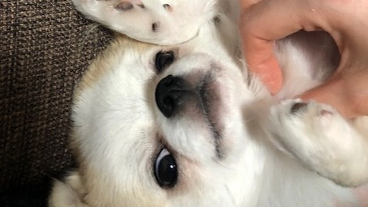 ”術後の経過報告③”です。