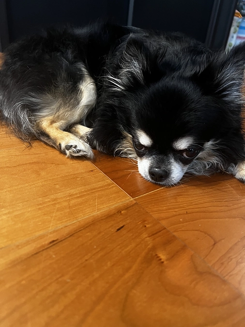 昨夜のクッキー君