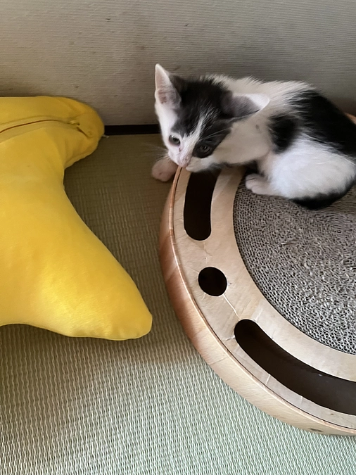 ケージから出る時間