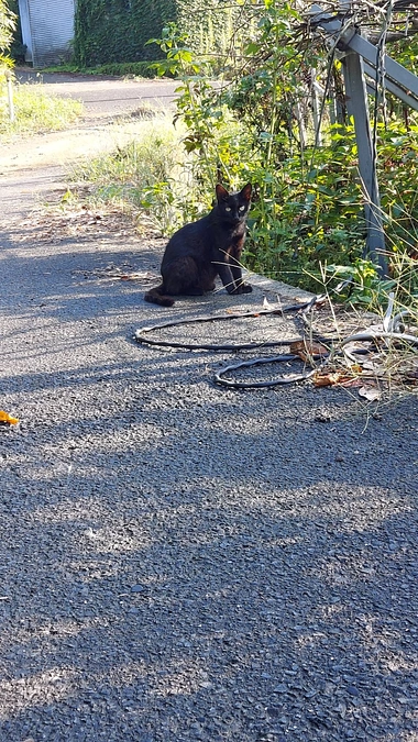 残り日数9日‼️不幸な猫さんを増やさない活動にお力をお貸しください🙇‍♀️
