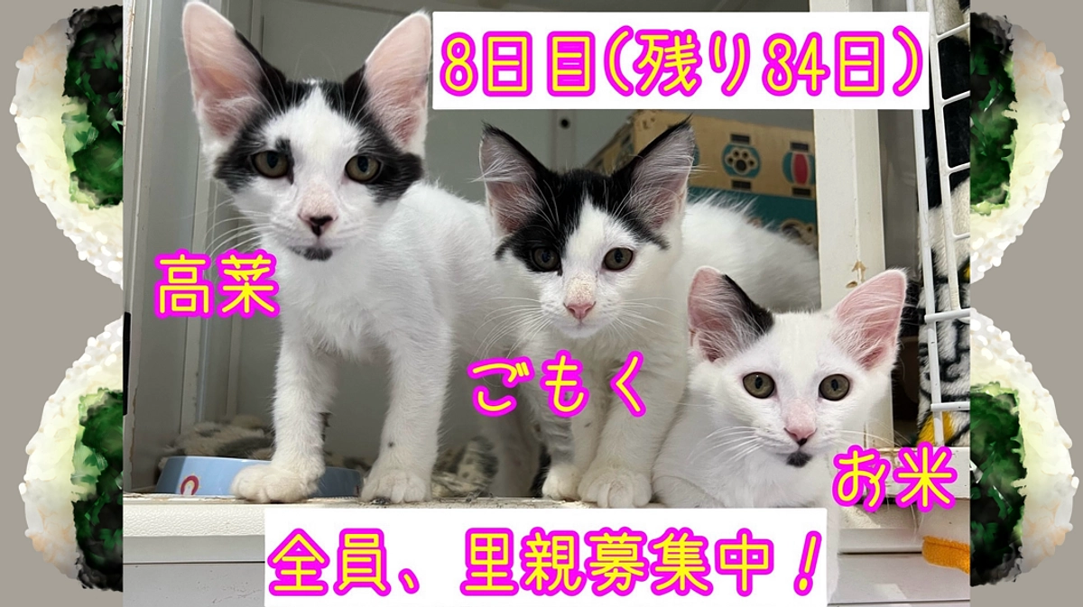 8日目 チームおにぎりの魅力を全力で伝える編。