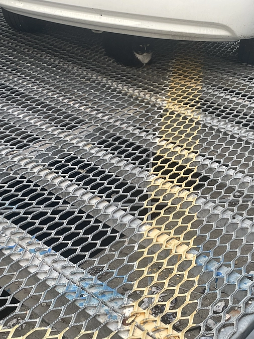 道路を横切る猫たち…