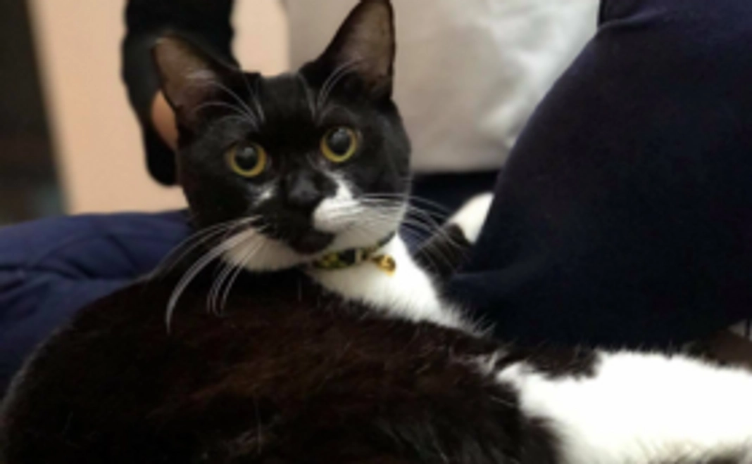 【5,000円】おりたてネコものがたり応援コース