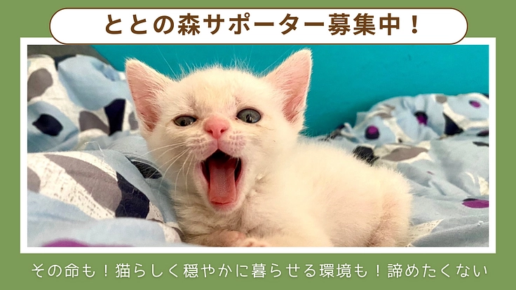 命を諦めない！快適な生活も諦めない！ととの森保護猫サポーター募集