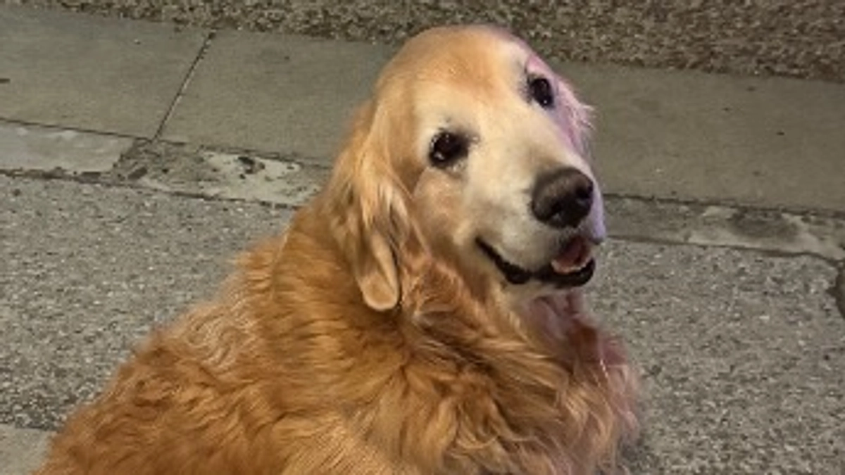 手でトイレ行きたいアピール