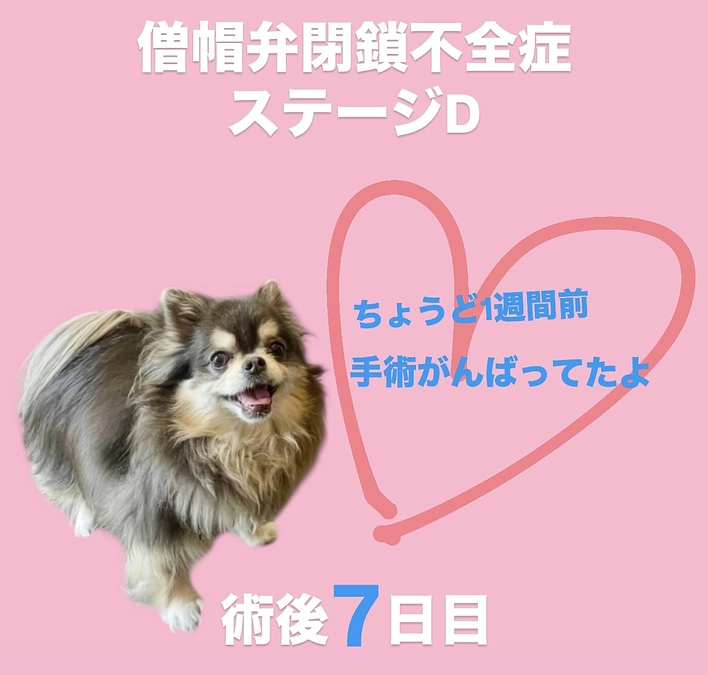 ももたんの術後7日目(5/23)