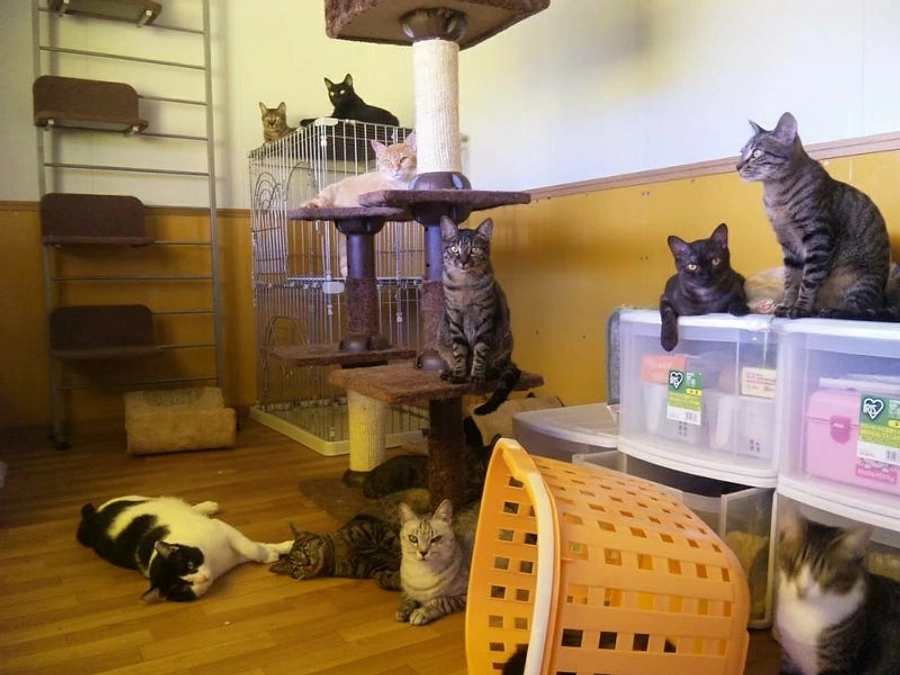 【いよいよ後半戦！4月3日までに目指せ1300万円！】ハピボのこれまでの歴史をお伝えします。