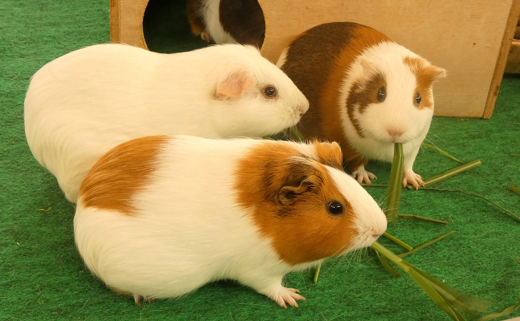 【控除対象】企業名/ロゴをHPに掲載(小サイズ)