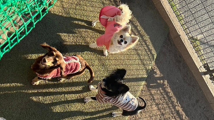 保護っ子ハウスの継続支援!