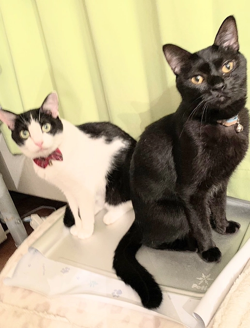 仲良し😺兄妹😺　