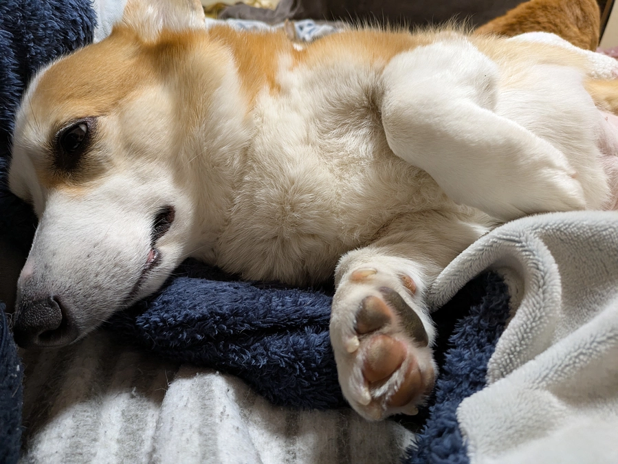 残り3日　あと14.8万円のご支援が必要です