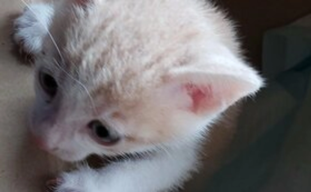 保護猫活動支援 500