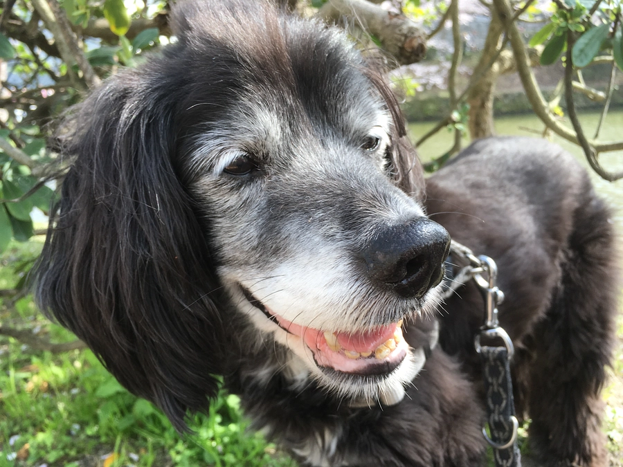 【御礼】皆様のご支援に心より感謝御礼申し上げます。お陰様でプロジェクト達成、終了しました。