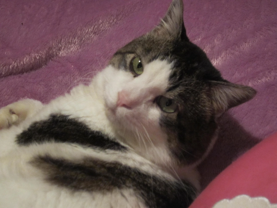 【５８日間】クラウドファンディングに挑戦