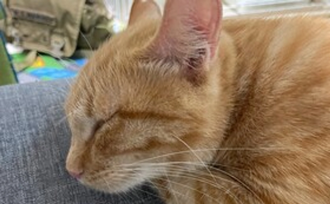 全力応援コースB