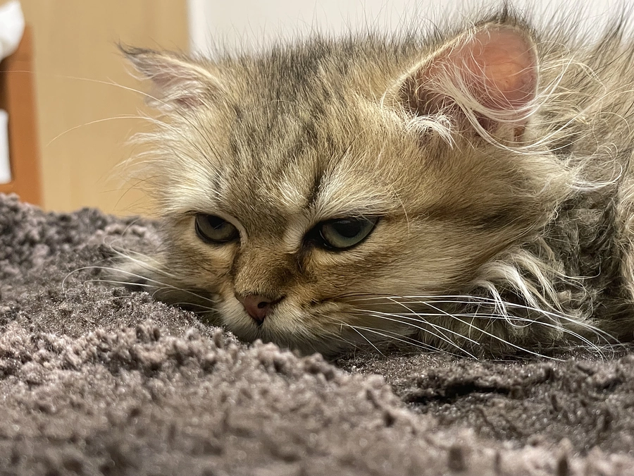 むぎの毛色、変わりました！