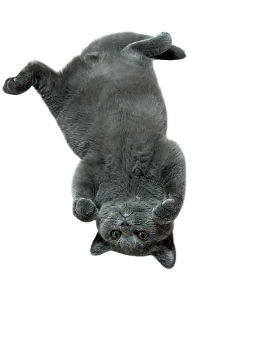 代理支援のご案内