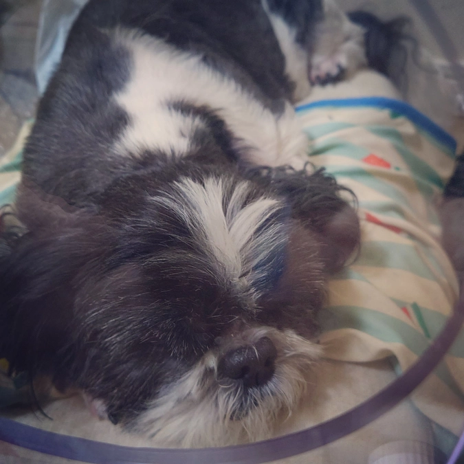 残11日。酸素室に入れています。