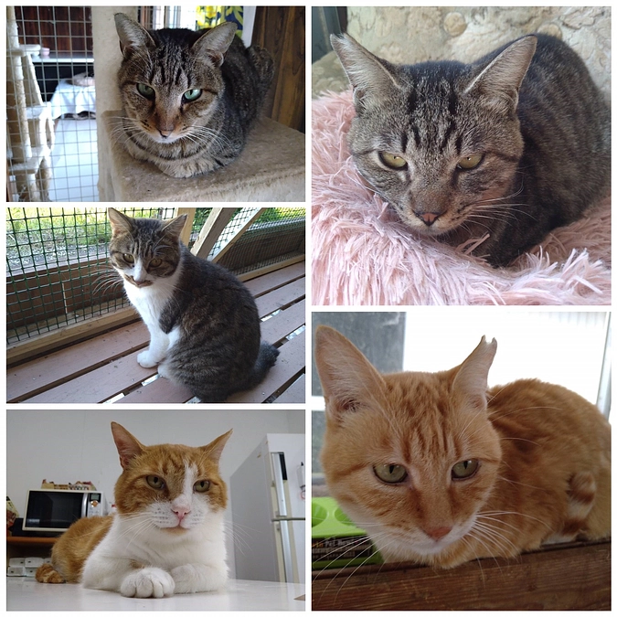 チャンスをみんなに（ボランティアさんの思い）