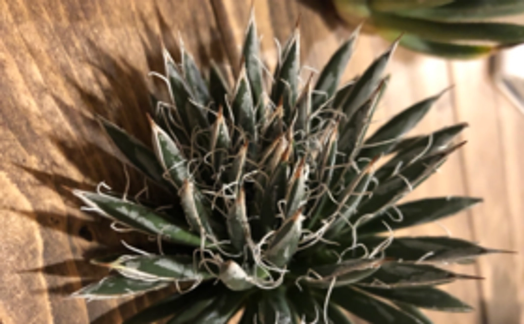 アガベ『シジゲラ』苗１株