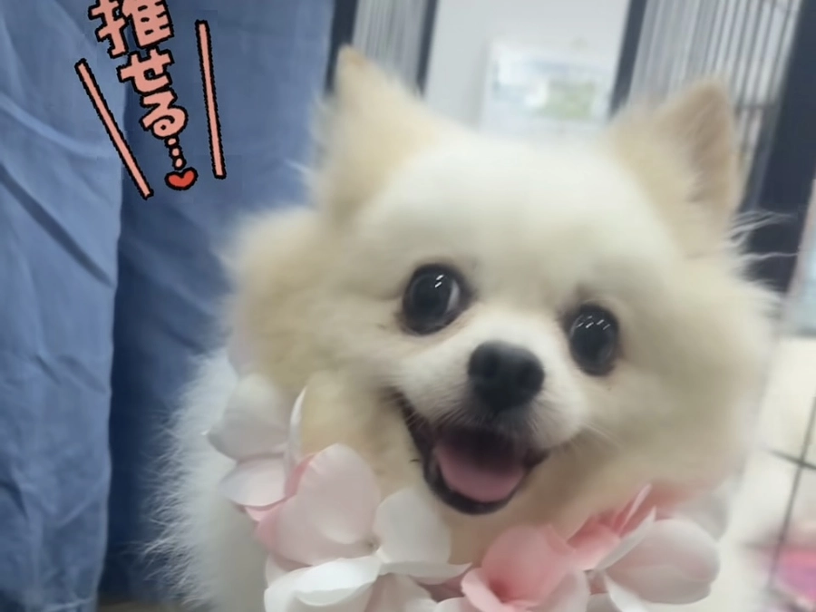 もふもふのチカラ