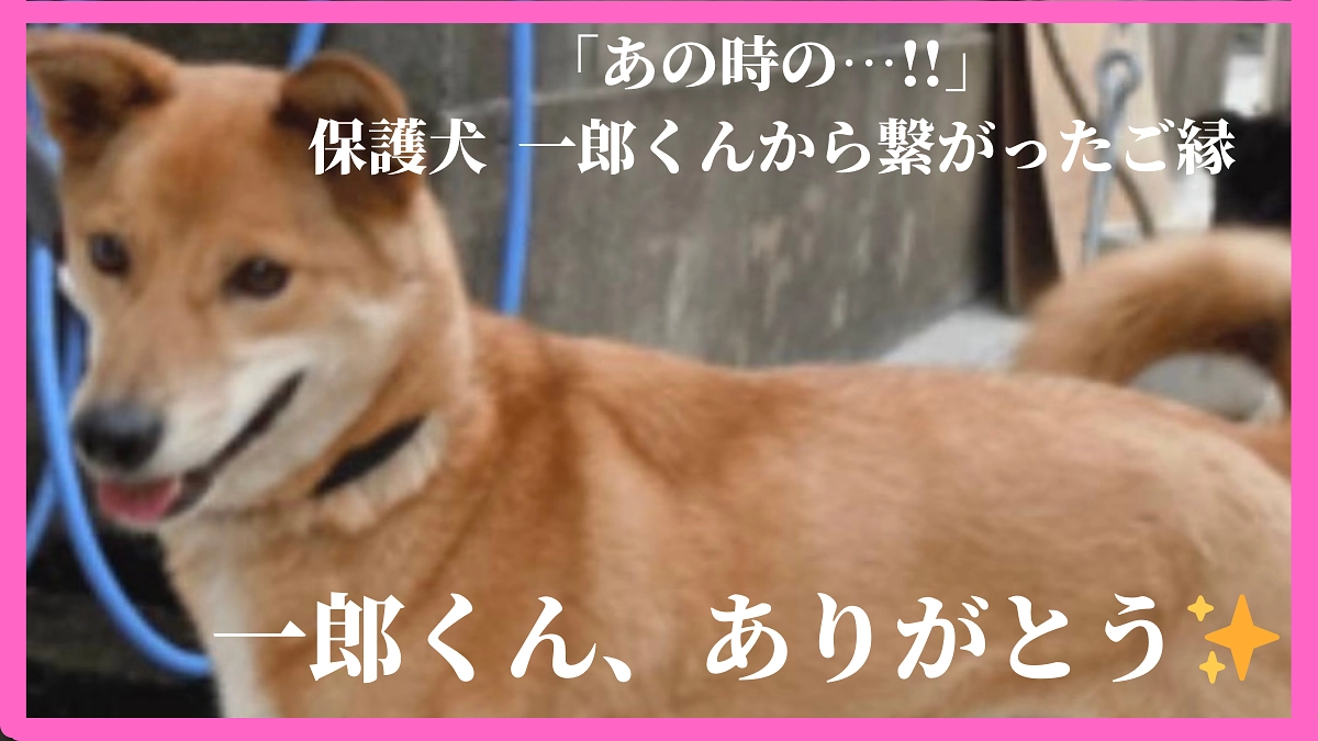 保護犬 一郎くんが繋いでくれたご縁✨️
