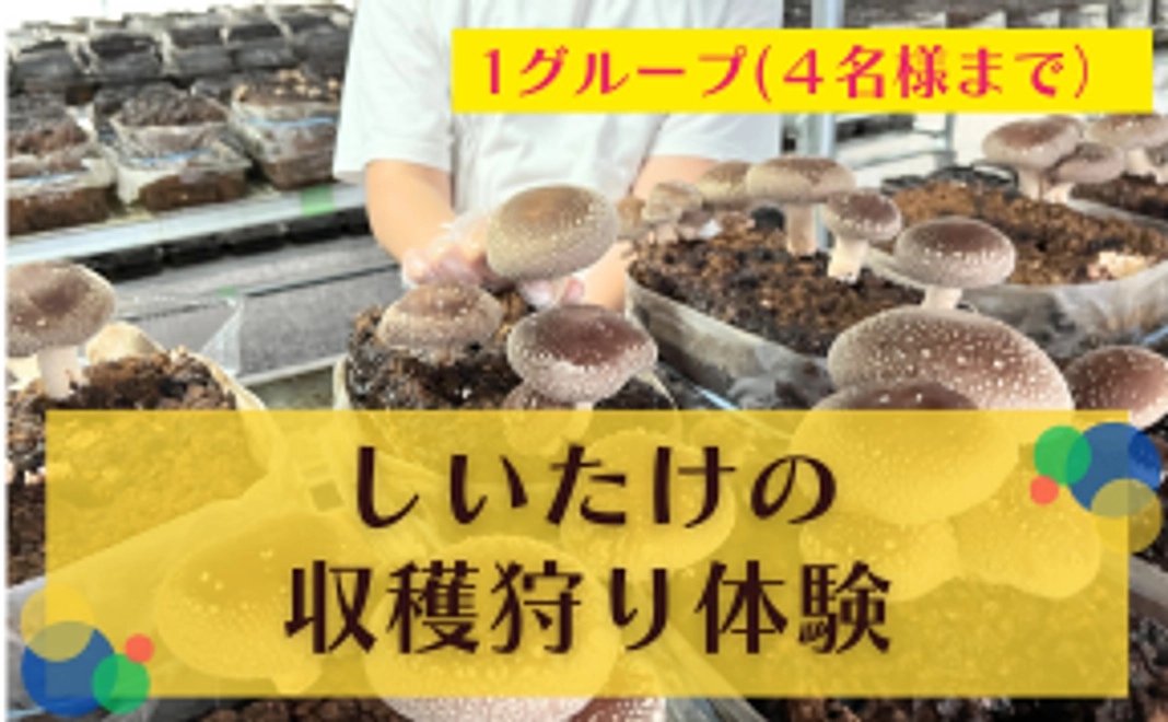 しいたけの収穫体験（4名まで参加可能）
