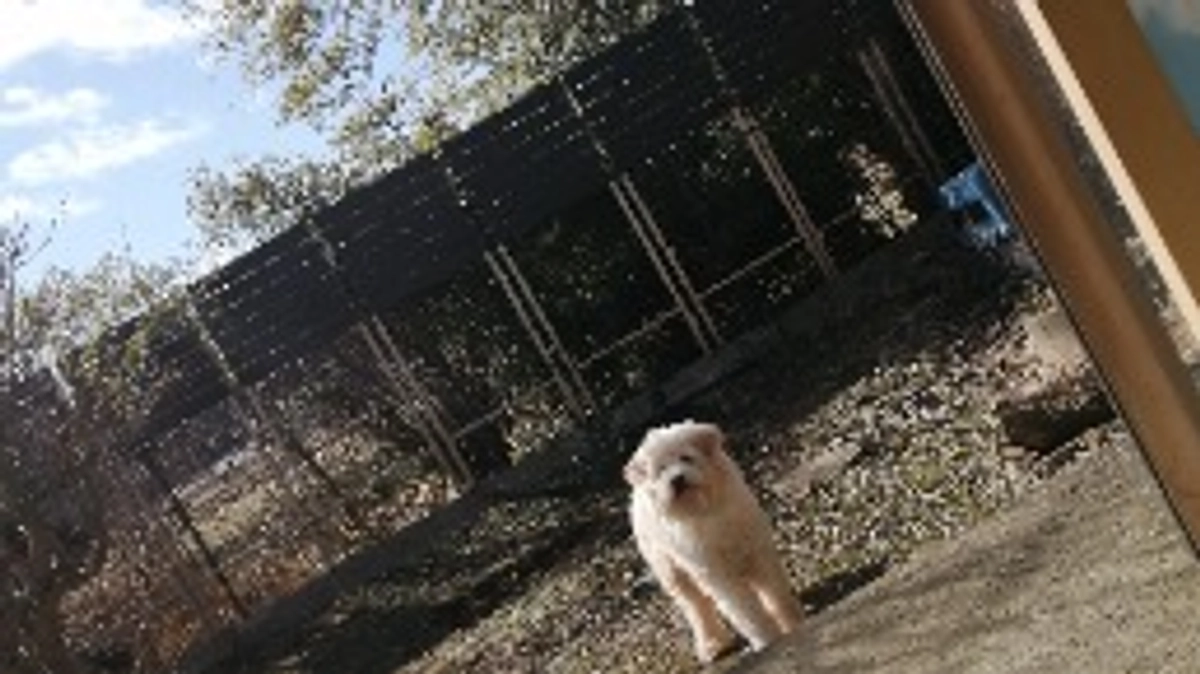 のびのびドッグラン