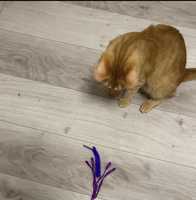 今日のモカ（投薬75日目）🐱⭐️