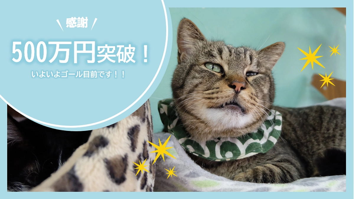 ご支援総額500万円突破！目標達成まであと【42万円】！！