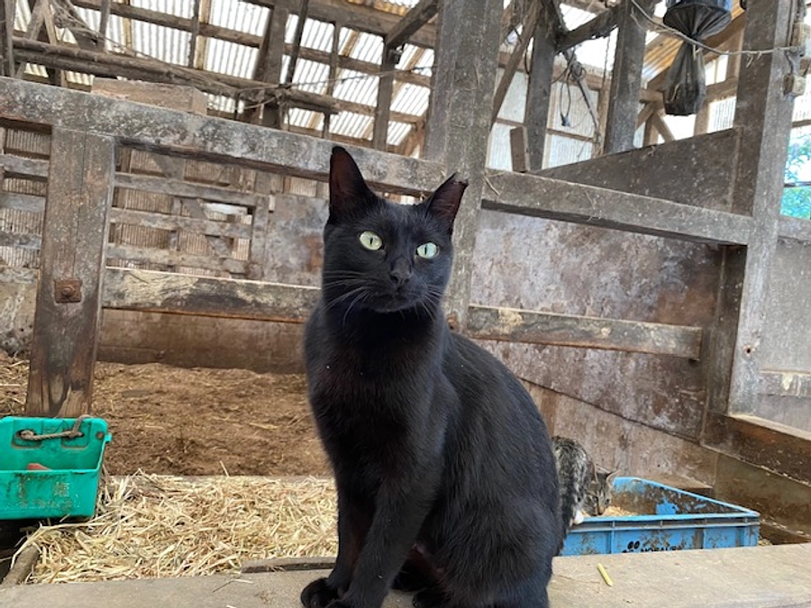 その後の活動①