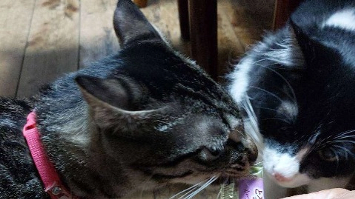 楓のお姉ちゃん猫の7年前に虹の橋🌈を渡ったリンちゃん🐈