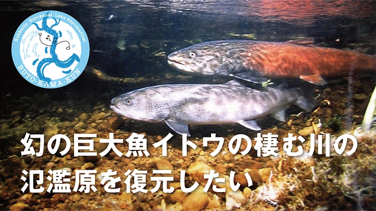 幻の巨大魚イトウの棲む川の氾濫原を復元したい