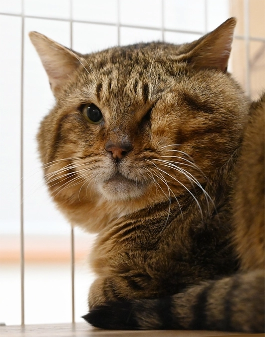 多頭飼育で慣れていない猫たち