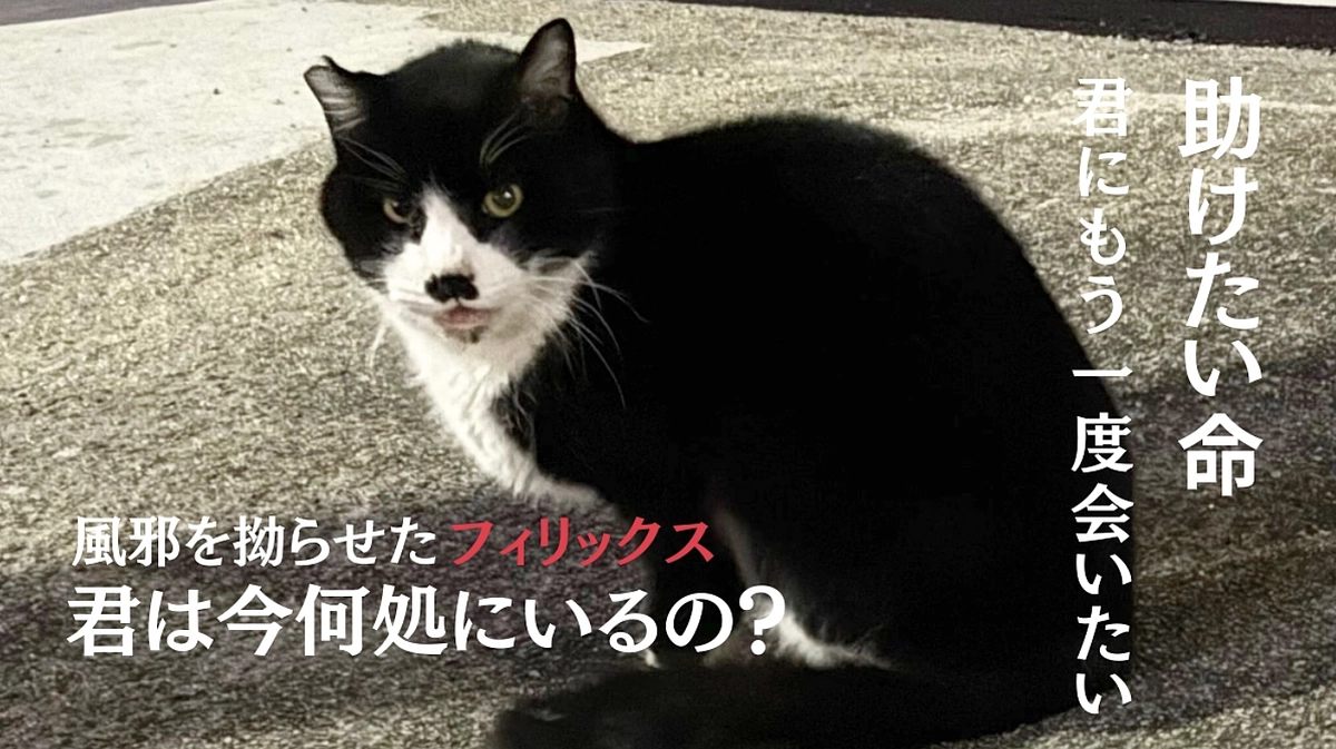 【プロジェクトにかける思い】7年待たせ、消えたフィリックス。救えると信じていた命をもう失いたくない。