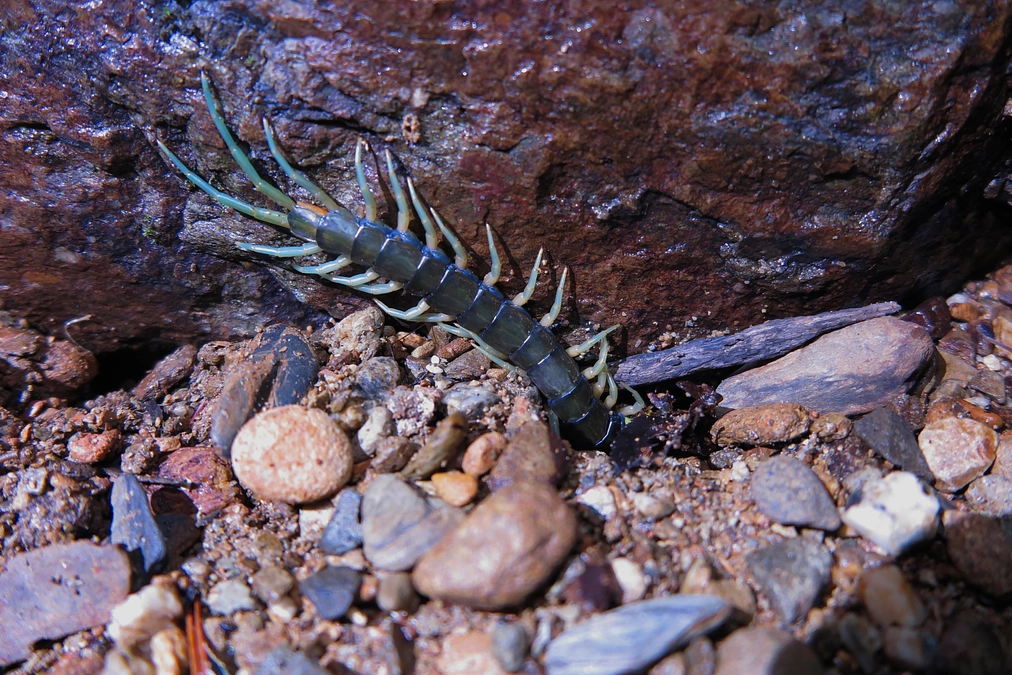 幻の？！リュウジン様