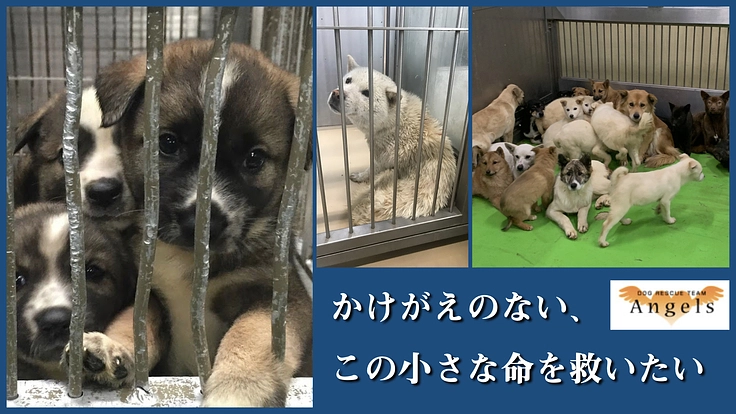 保護犬シェルターの隔離室を拡充し、1匹でも多くの小さな命を救いたい